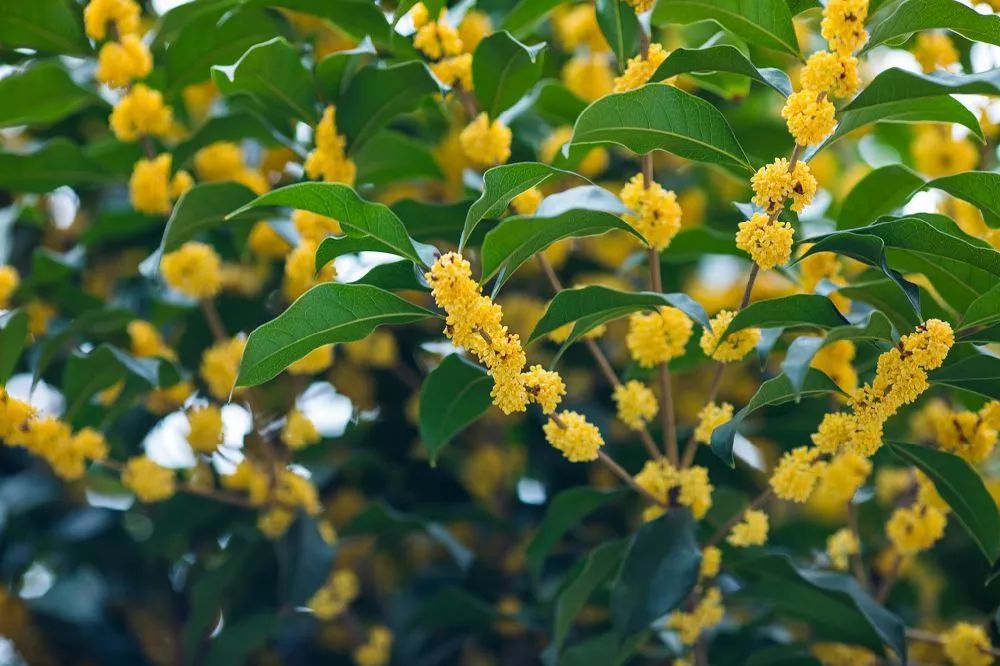 桂花树如何种？