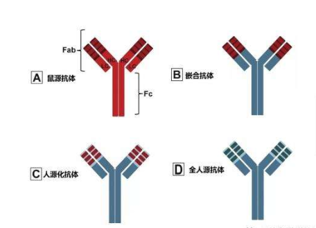 简述抗体与免疫球蛋白的区别和联系