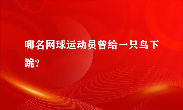 哪名网球运动员曾给一只鸟下跪?