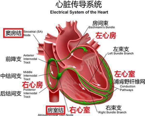 窦性心律不齐是怎么回事？