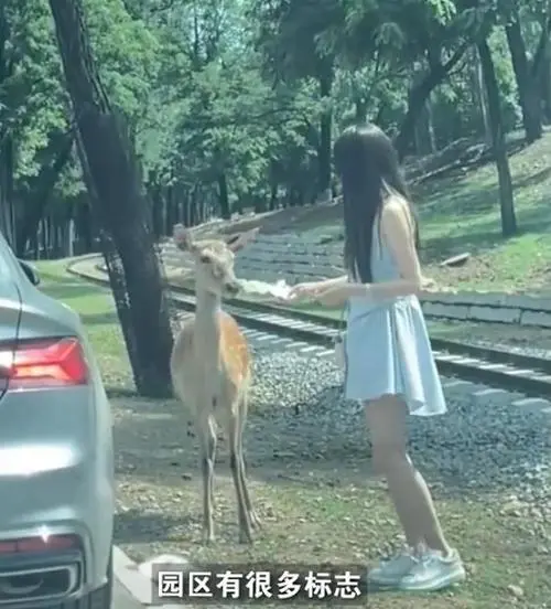 河北一女子在野生动物园下车投喂鹿被踢，这种行为存在哪些安全隐患？