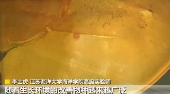 江苏小区发现2亿年前远古生物“三眼恐龙虾”，它到底有何价值？