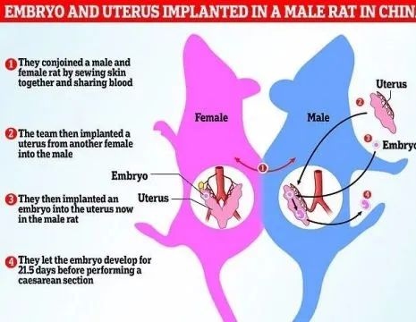 中国科学家成功让公鼠怀孕，男性离怀孕不远了吗？