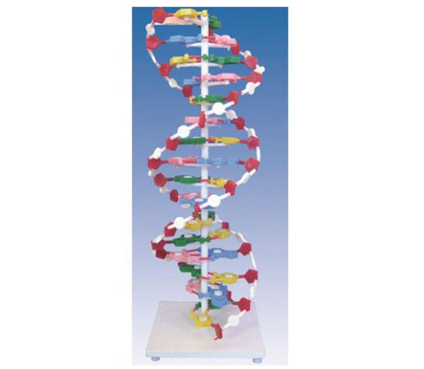 高中生物物理模型，数学模型，概念模型各有哪些例但样随子