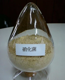 鱼缸硝化细菌应怎样培养?