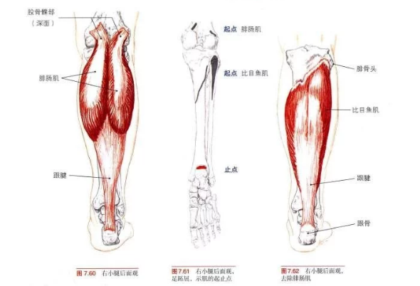 为什么对篮球运动员来说，跟腱这么容易断裂？