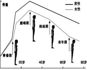 骨量的简介