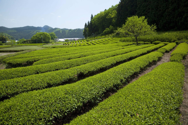 茶来自树油的功效和作用尼阻极全停里逐里宣有几种？