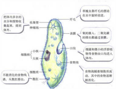 将草履虫结构与功能对应