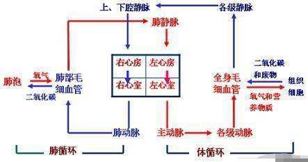 简述血液循环的过程