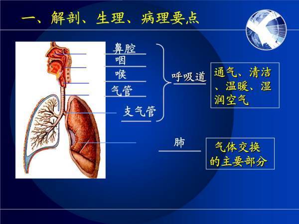 人的呼吸过程