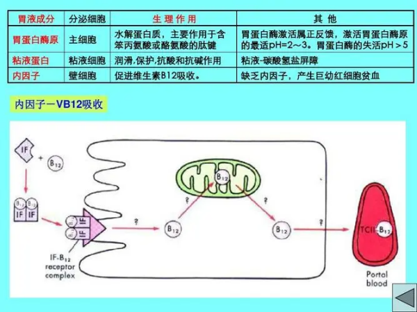 内因子名词解释是什么?