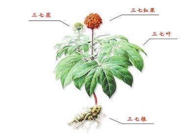 三七植物什么样图片