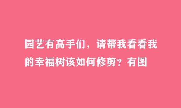 园艺有高手们，请帮我看看我的幸福树该如何修剪？有图