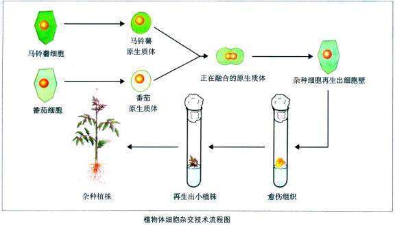 细胞工程育种的介绍