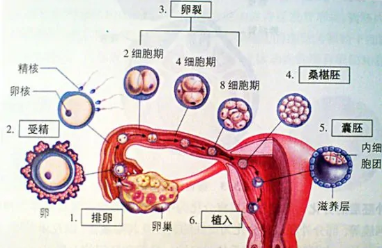 人类来自如何繁殖?