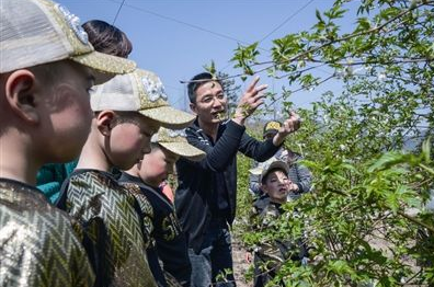 怎样种植培养覆盆子？