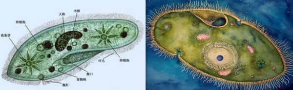 大草履虫和双小核草履虫有什么区别？