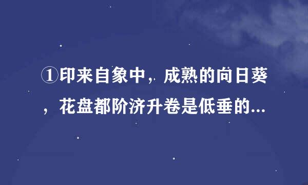 ①印来自象中，成熟的向日葵，花盘都阶济升卷是低垂的  ②可我家的这几株向日葵初出茅庐  ③所以有诗人赞叹，愈是成熟...