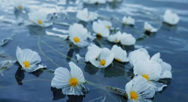 水性杨花泸沽湖几月开花