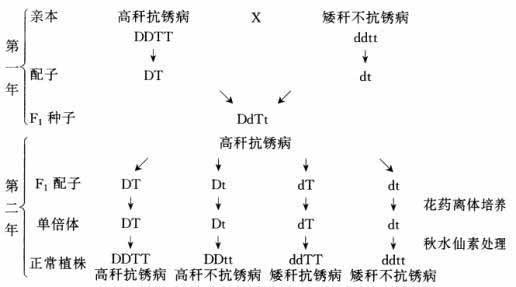 单倍体的定义