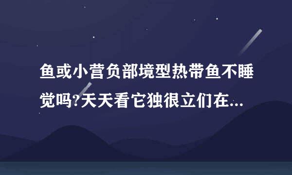 鱼或小营负部境型热带鱼不睡觉吗?天天看它独很立们在游怎么睡呢?