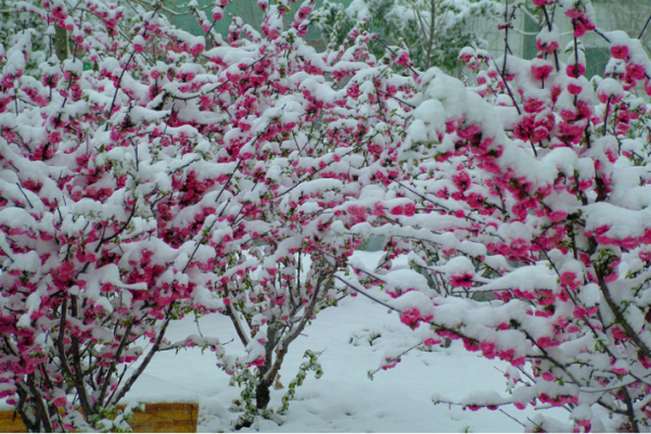 以雪来表达爱情的诗句