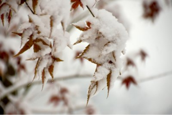 以雪来表达爱情的诗句