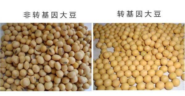 转基因大豆和非转基因大豆有什么区别？