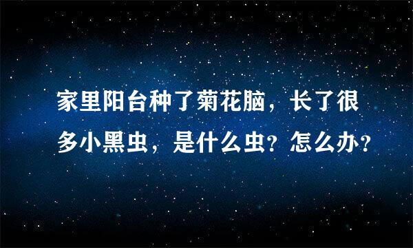 家里阳台种了菊花脑，长了很多小黑虫，是什么虫？怎么办？