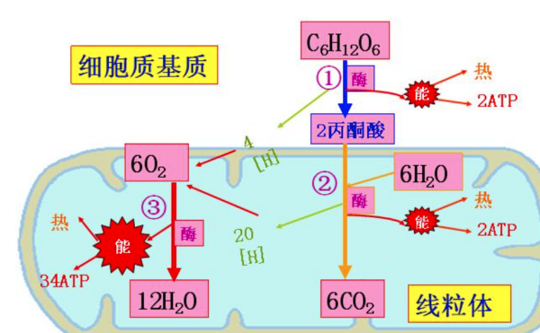 呼吸作用反应式是什么？