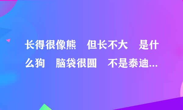 长得很像熊 但长不大 是什么狗 脑袋很圆 不是泰迪也不是贵宾也不是松狮