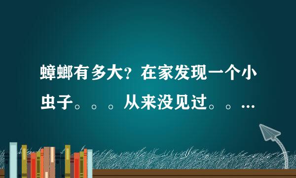 蟑螂有多大？在家发现一个小虫子。。。从来没见过。。不知道是不是蟑螂。。。怕怕。。。