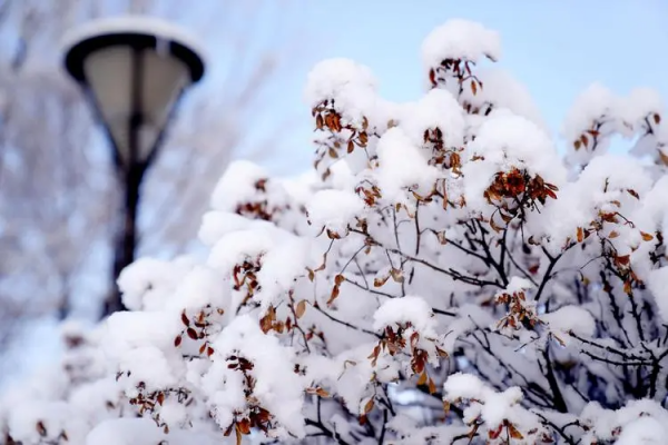 白头若是来自雪可替，此生何来苦心人出处是哪里？