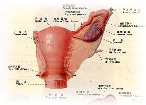 卵巢多囊是什么意思？