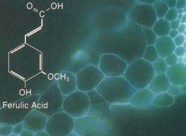 分子和原子的区别