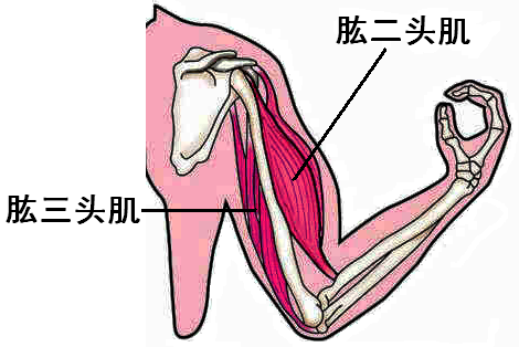 生物中肱二头肌和肱三头肌都是什么意思