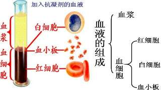 全血离心后分层顺序