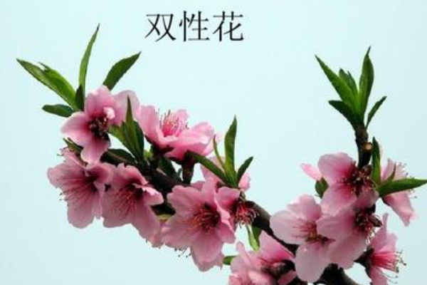 单性花有哪些?双性花又有哪些?