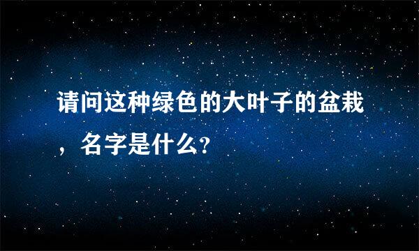 请问这种绿色的大叶子的盆栽，名字是什么？