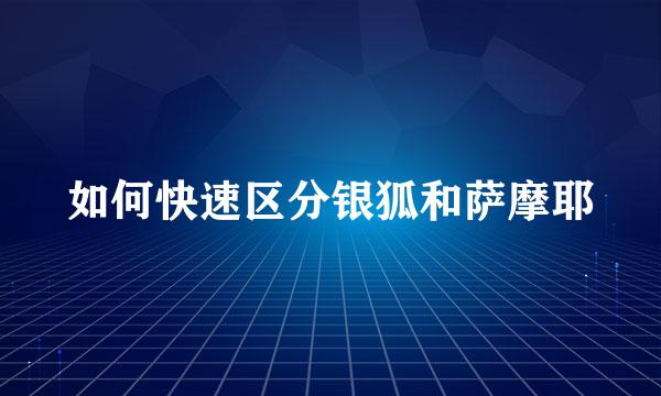 如何快速区分银狐和萨摩耶