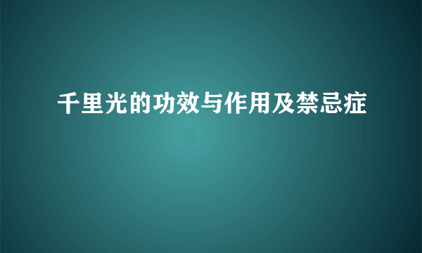 千里光的功效与作用及禁忌症