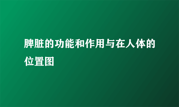 脾脏的功能和作用与在人体的位置图