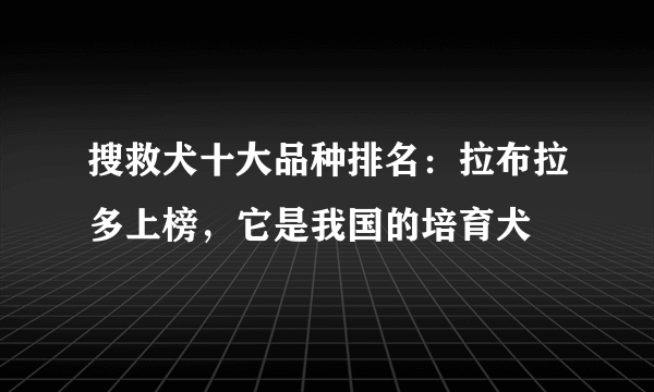 搜救犬十大品种排名：拉布拉多上榜，它是我国的培育犬