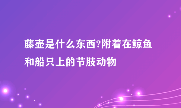 藤壶是什么东西?附着在鲸鱼和船只上的节肢动物