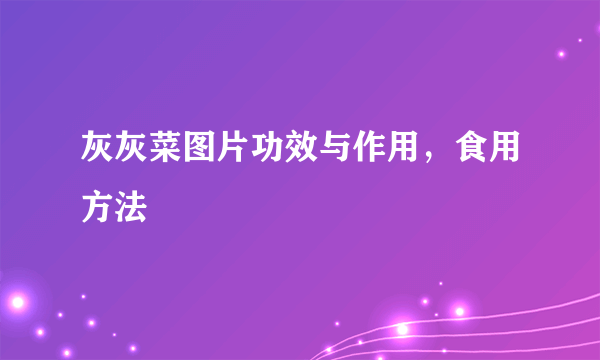 灰灰菜图片功效与作用，食用方法