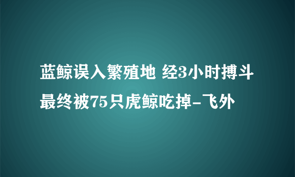 蓝鲸误入繁殖地 经3小时搏斗最终被75只虎鲸吃掉-飞外