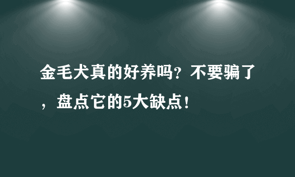 金毛犬真的好养吗？不要骗了，盘点它的5大缺点！