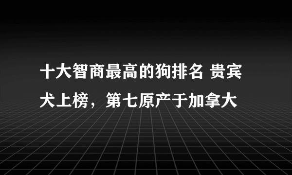 十大智商最高的狗排名 贵宾犬上榜，第七原产于加拿大