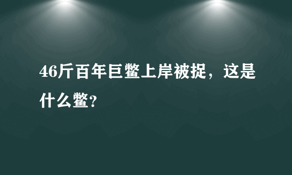 46斤百年巨鳖上岸被捉，这是什么鳖？